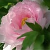 Betty L.